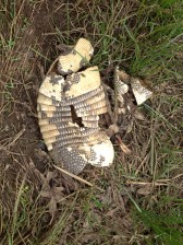 4-Armadillo roadkill